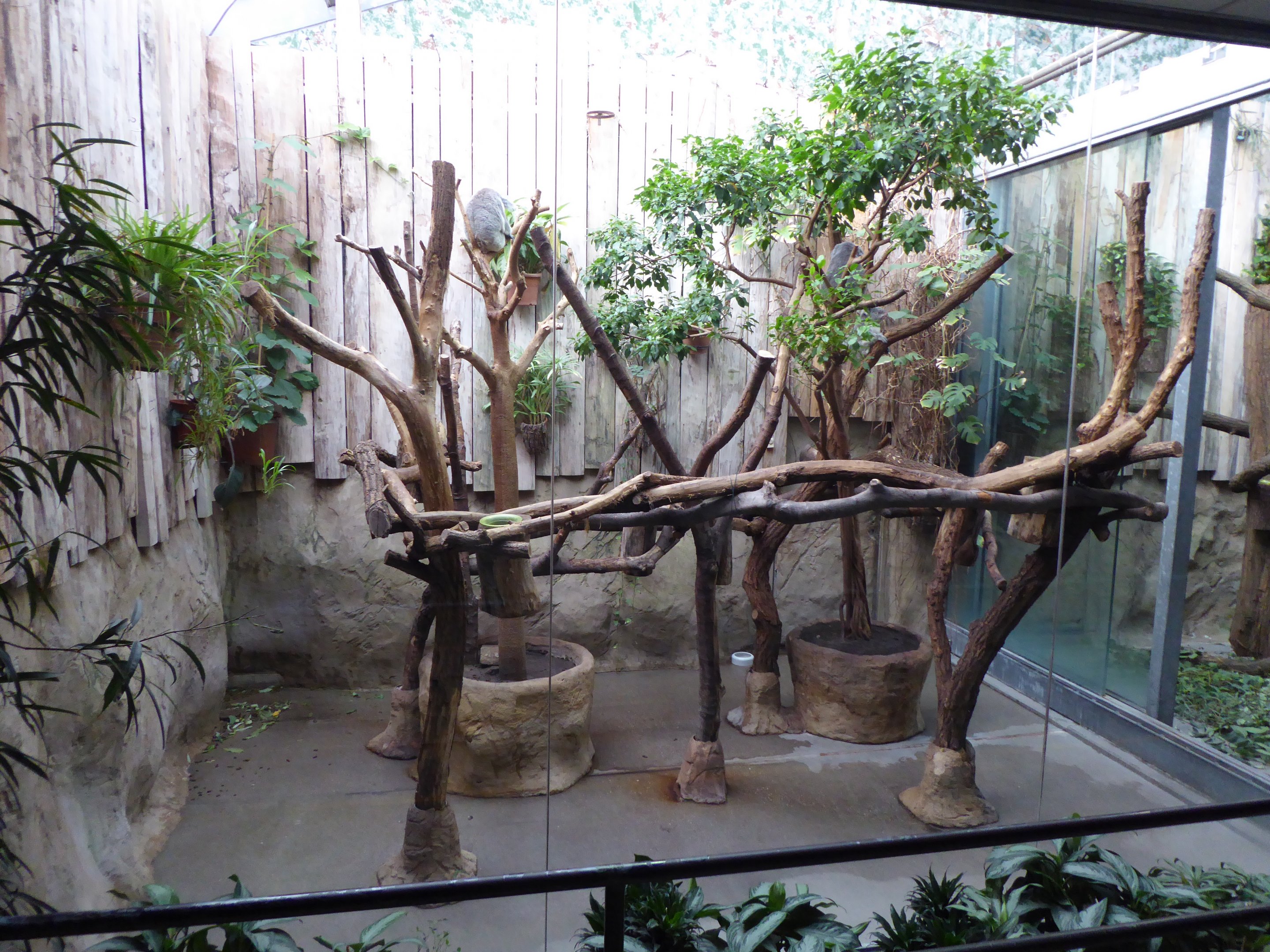 Queensland Koala indoor exhibit