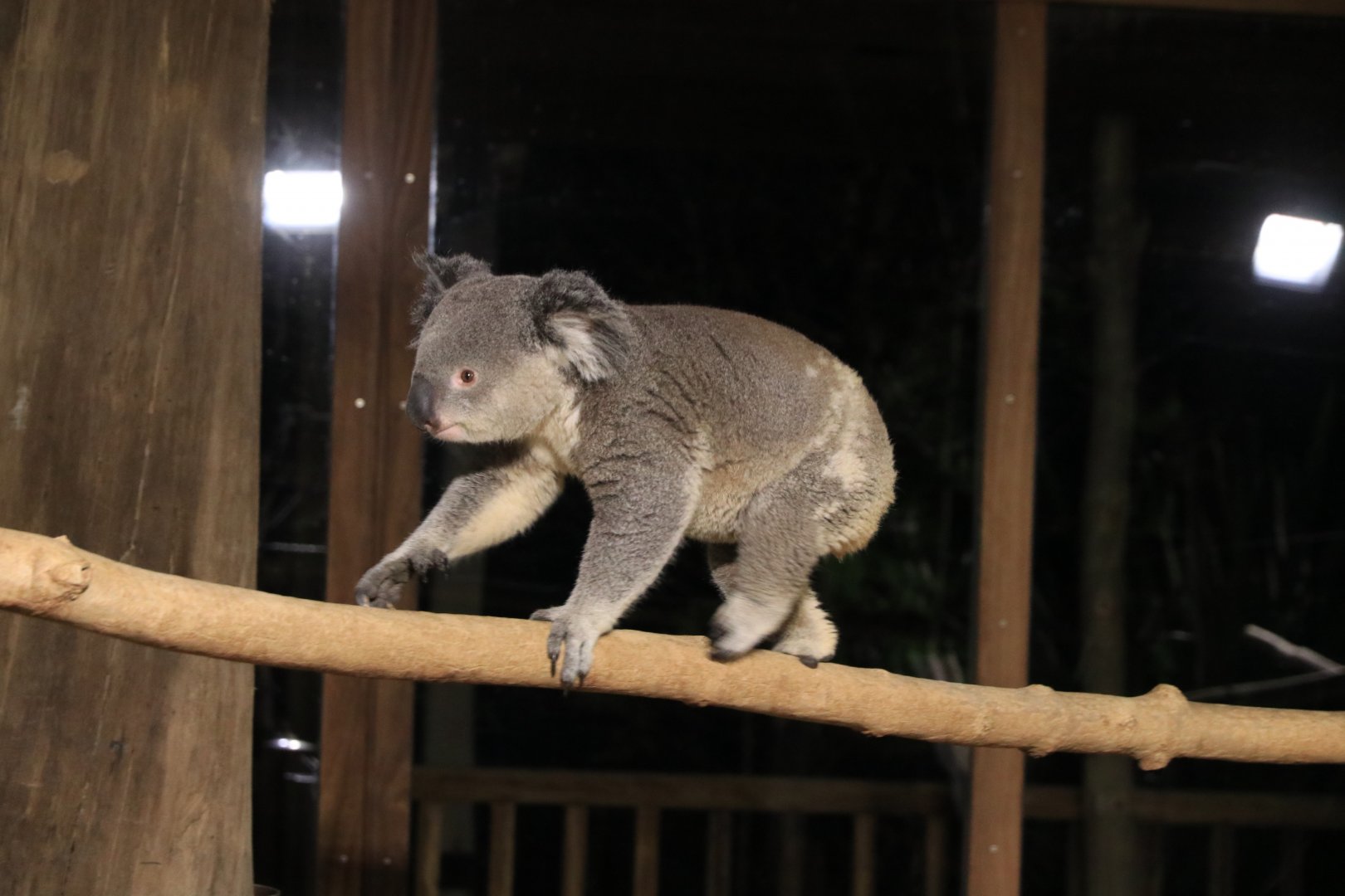 Queensland koala (November 2019)