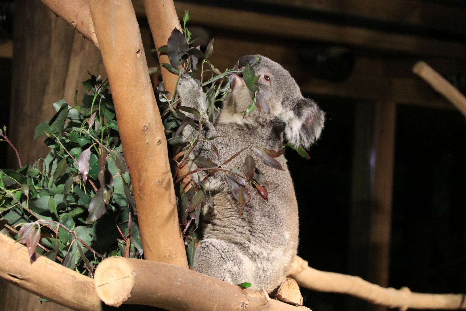 Queensland koala (November 2019)