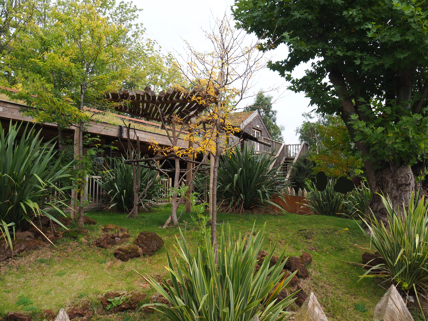 Queensland koala outdoor exhibit, 2019-10-04