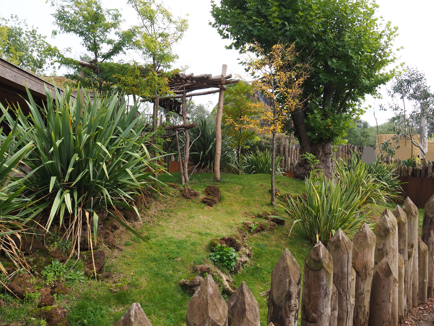 Queensland koala outdoor exhibit, 2019-10-04