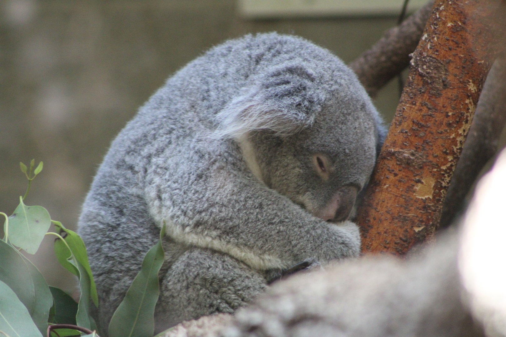 Queensland Koala (P. c. adustus)