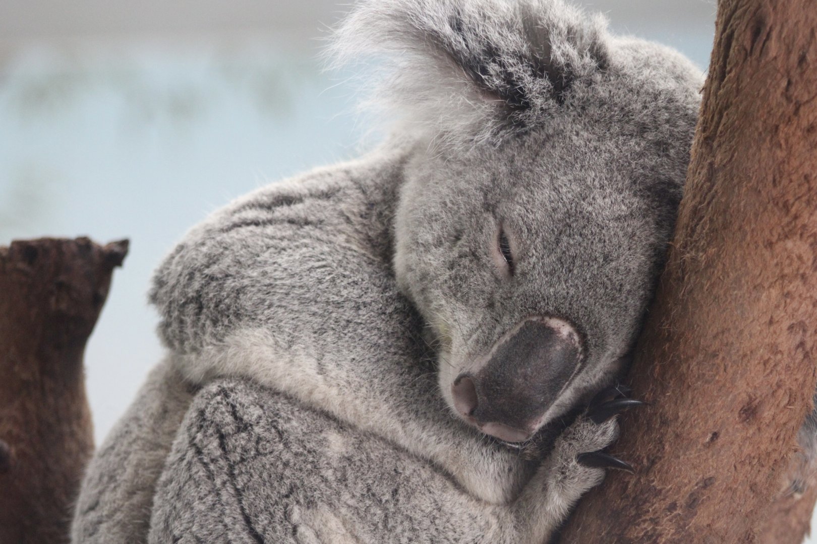 Queensland Koala (P. c. adustus)