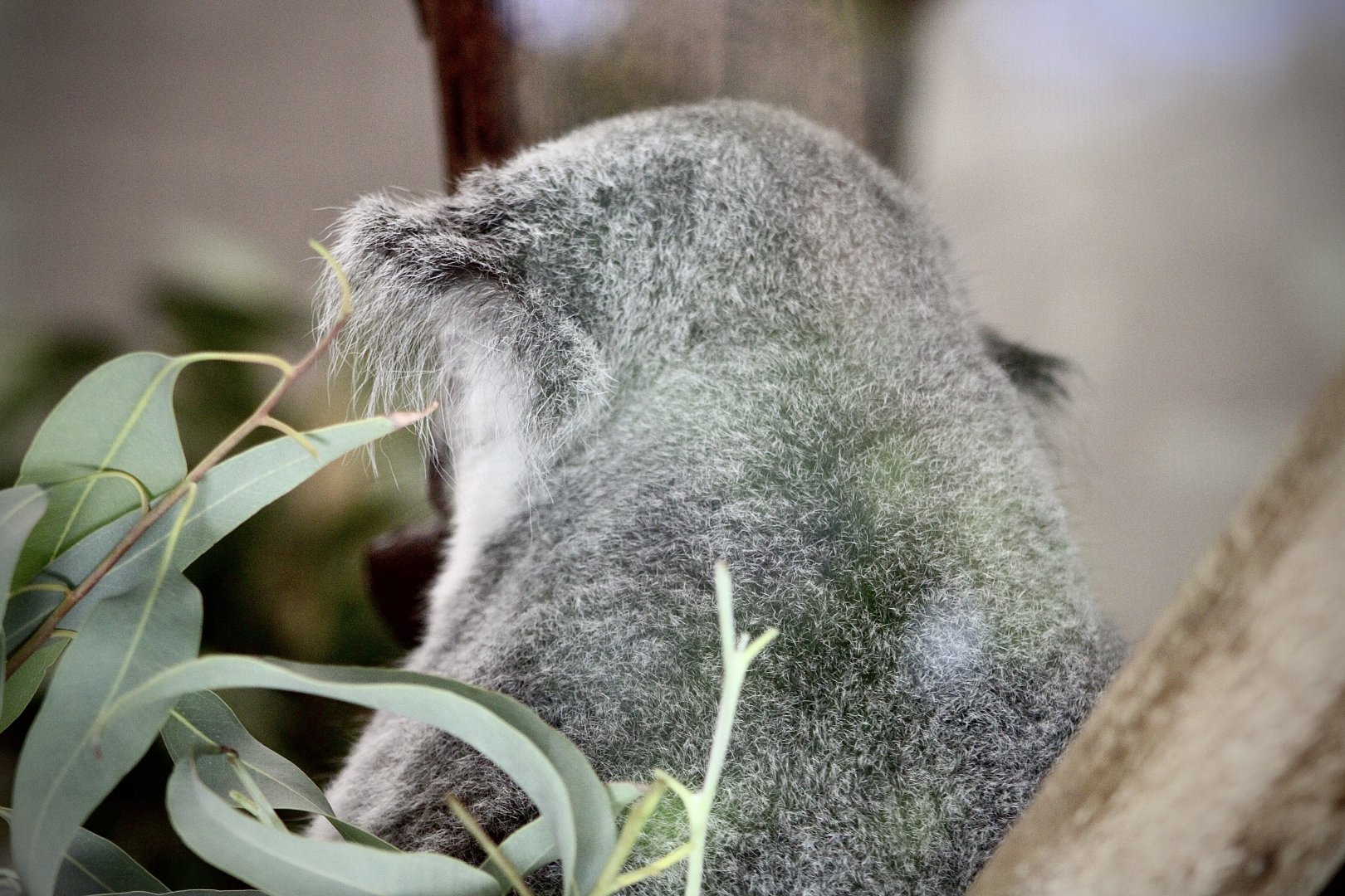 Queensland Koala (P. c. adustus)