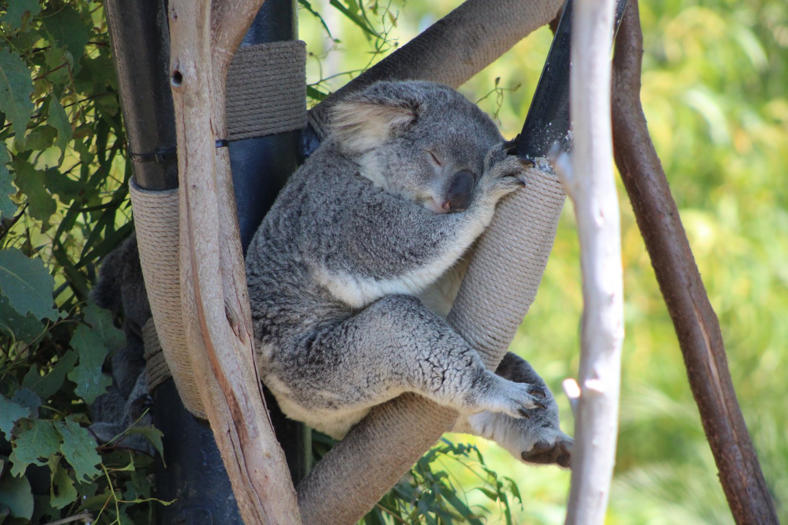 Queensland Koala (P. c. cinereus)