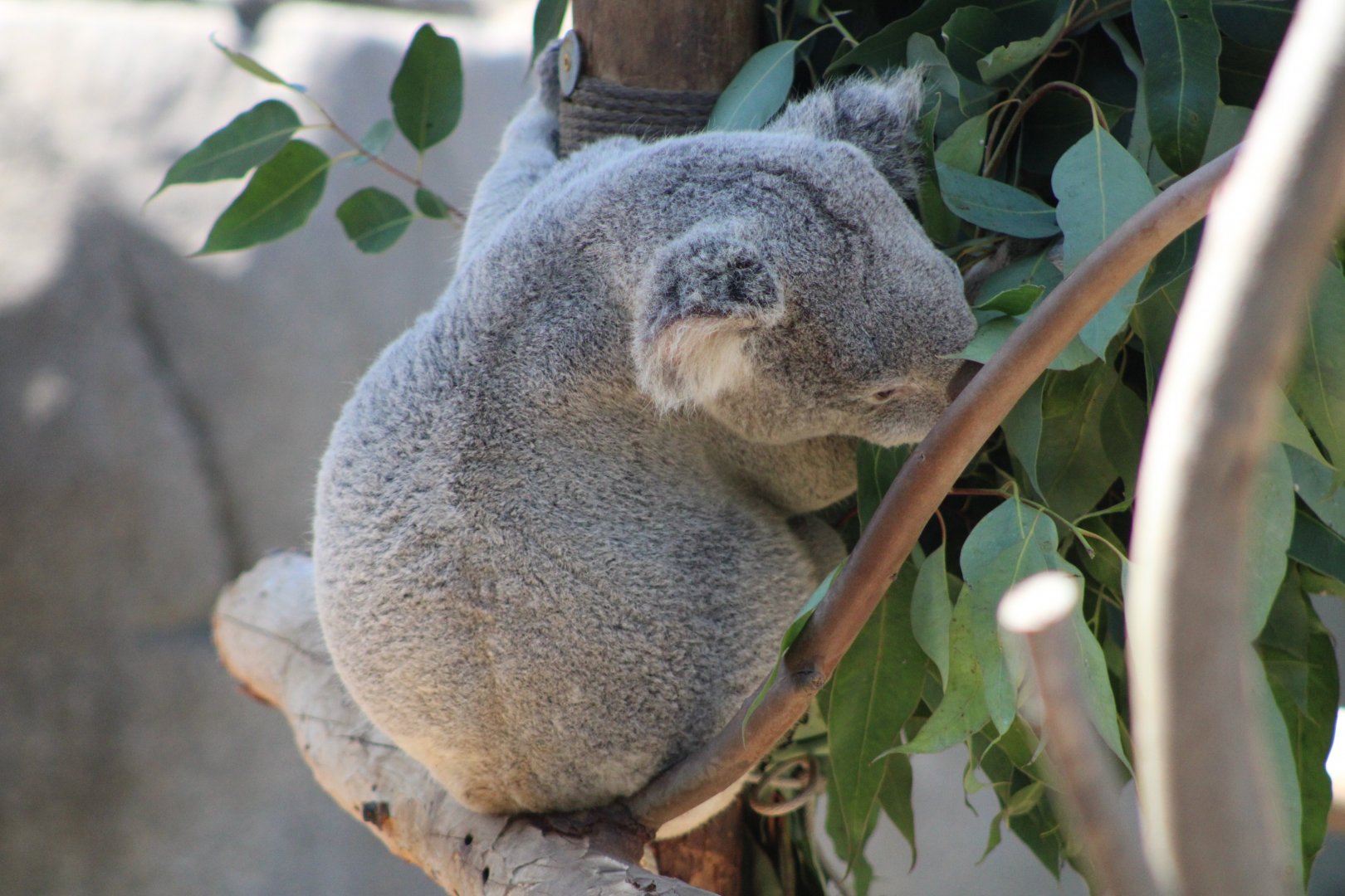 Queensland Koala (P. c. cinereus)