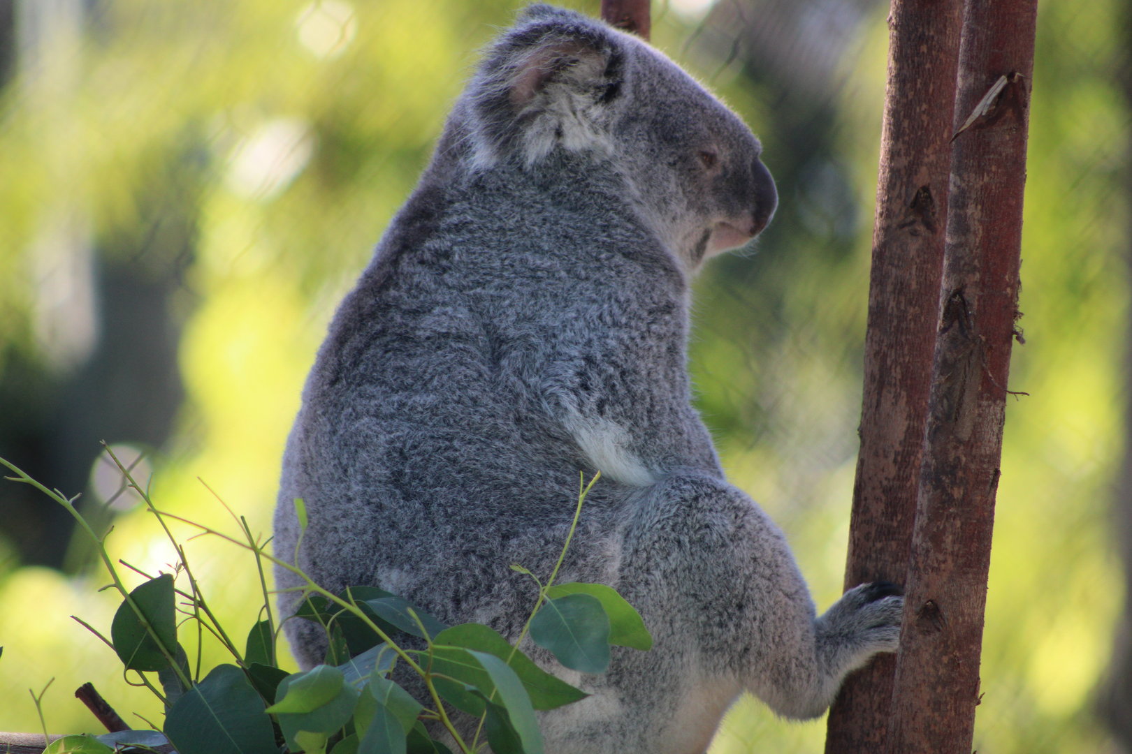 Queensland Koala (P. cinereus adustus)