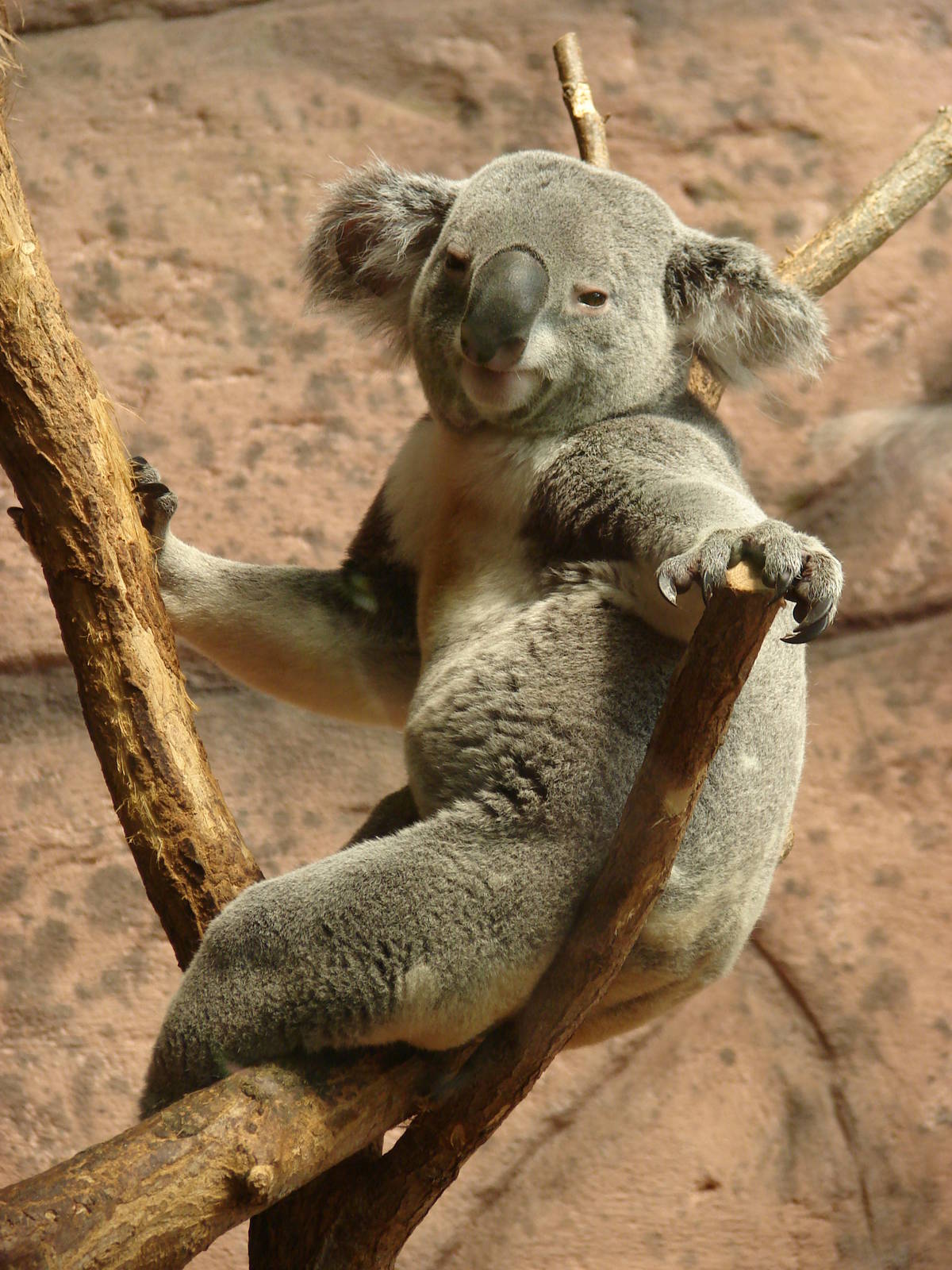 Queensland Koala (Phasacolarctos cinereus adustus)