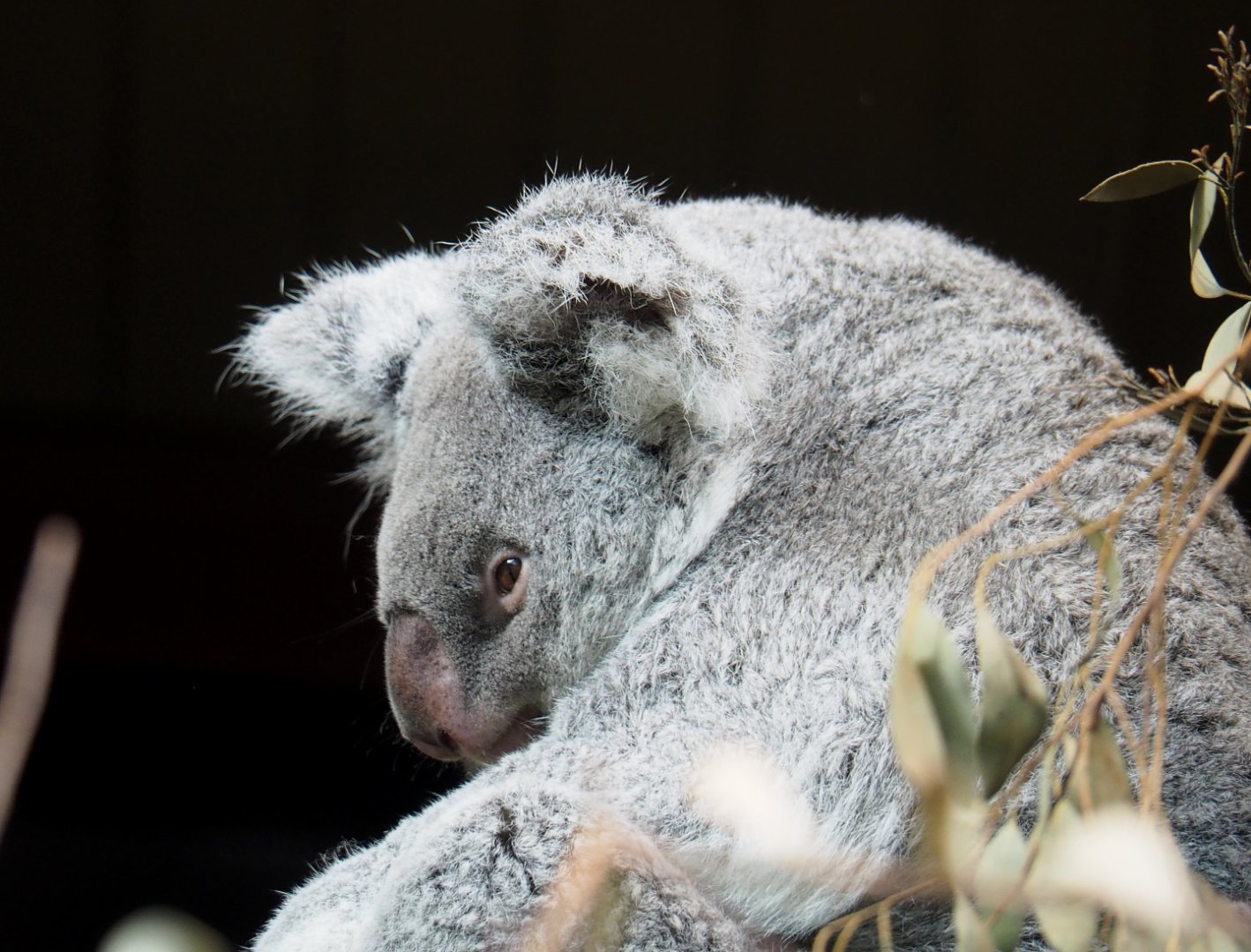 Queensland koala (Phascolarctos cinereus), 2021-07-17