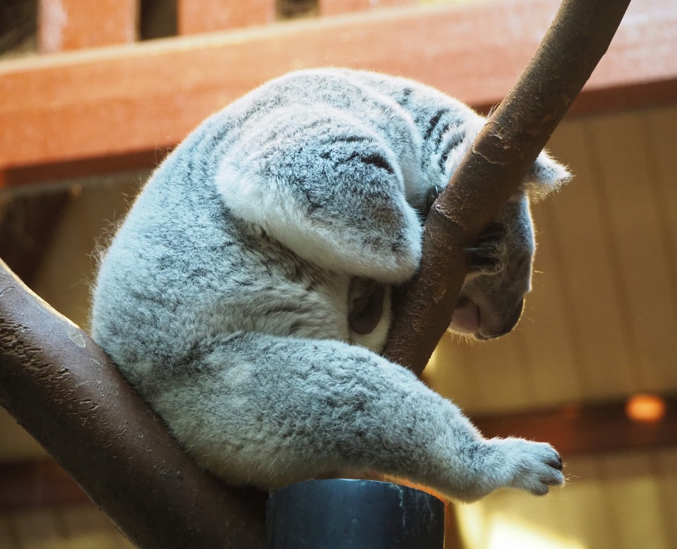 Queensland koala (Phascolarctos cinereus adustus), 2019-12-30