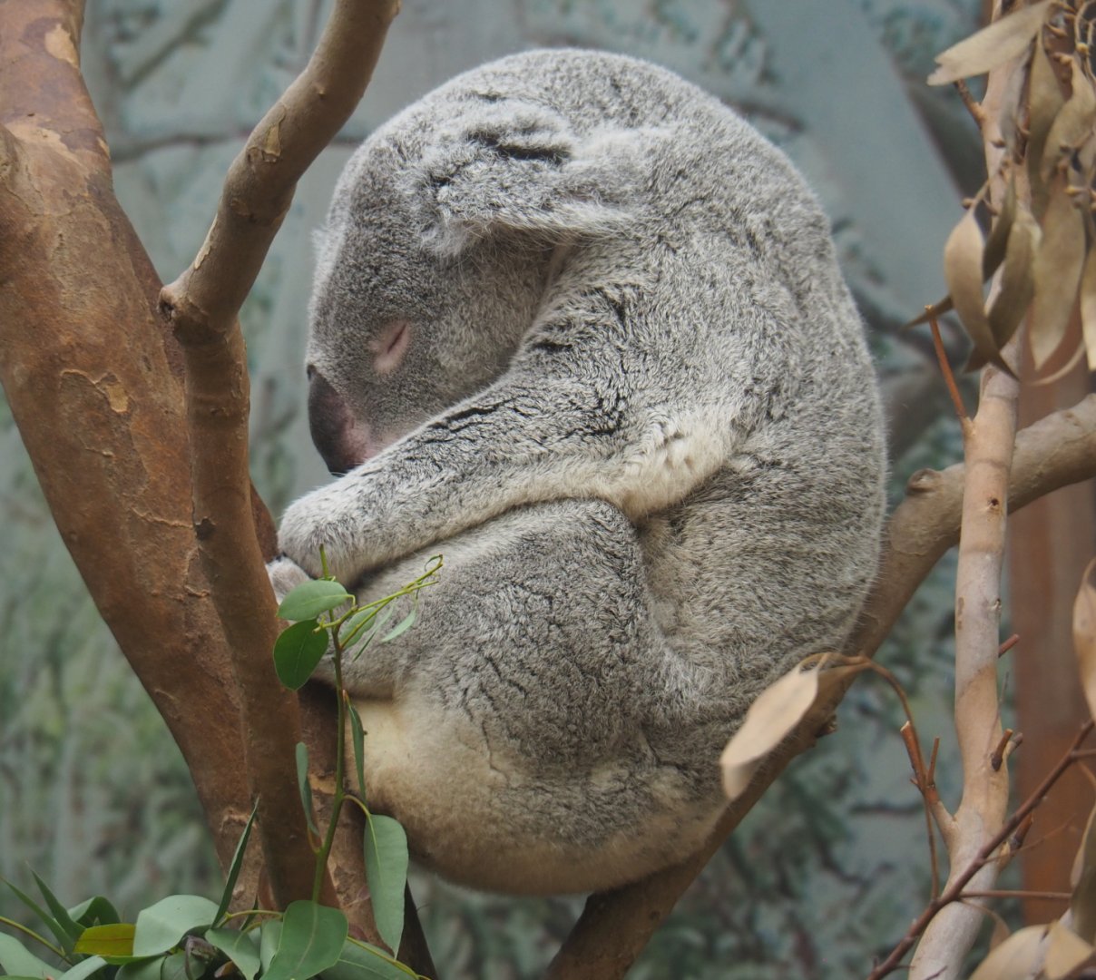 Queensland koala (Phascolarctos cinereus adustus), 2020-06-12