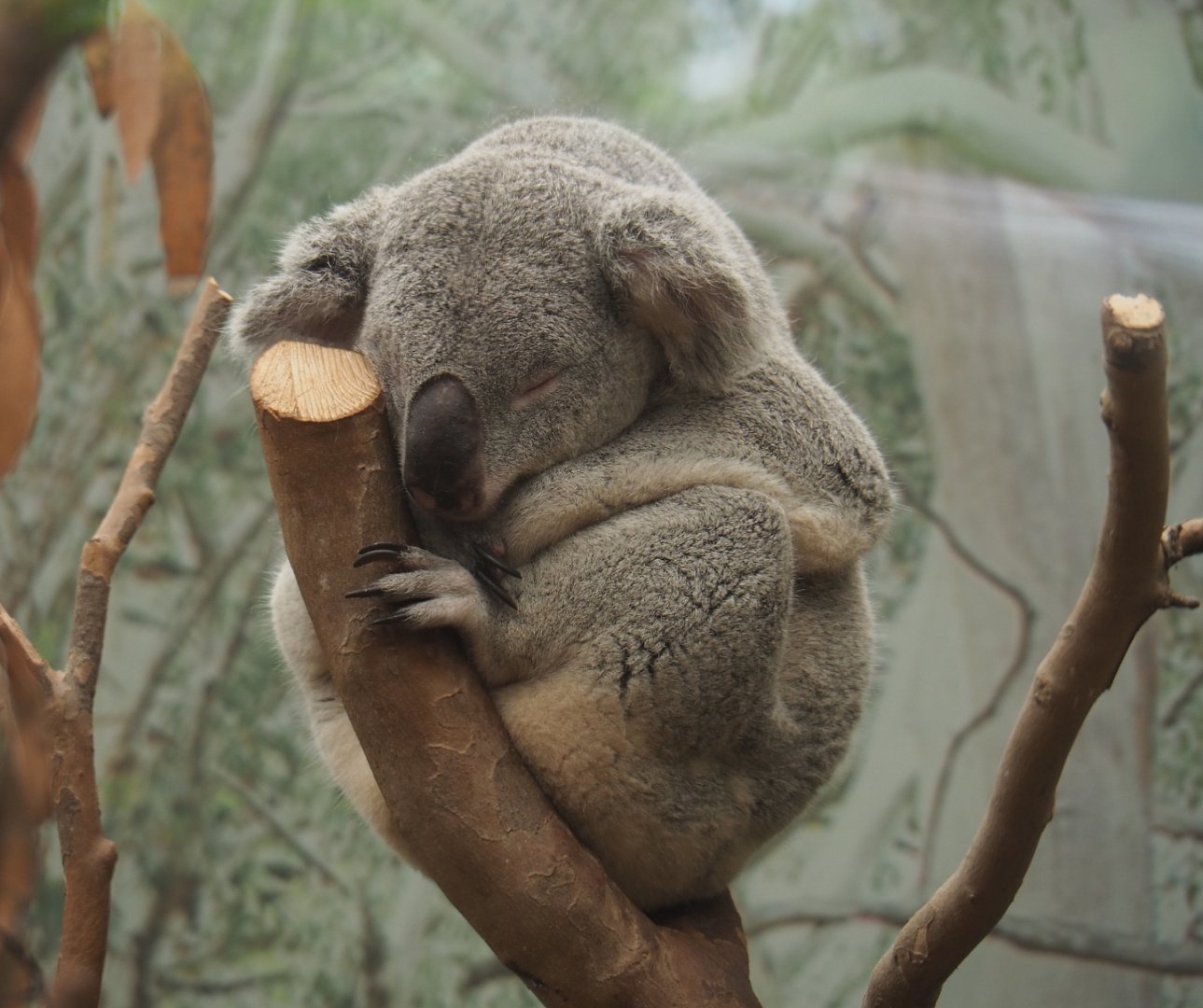 Queensland koala (Phascolarctos cinereus adustus), 2020-07-14