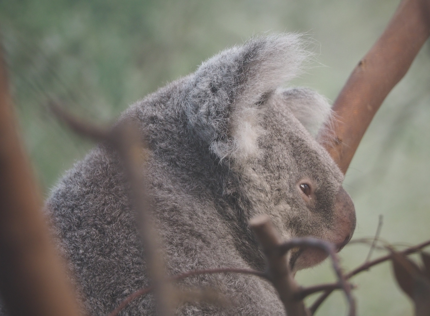 Queensland koala (Phascolarctos cinereus adustus), 2020-07-21