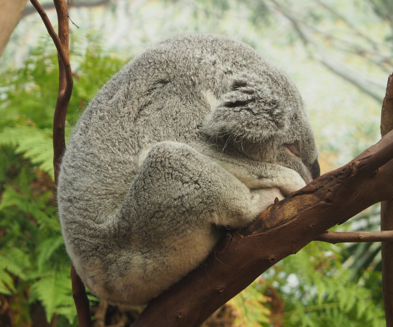 Queensland koala (Phascolarctos cinereus adustus), 2020-07-21