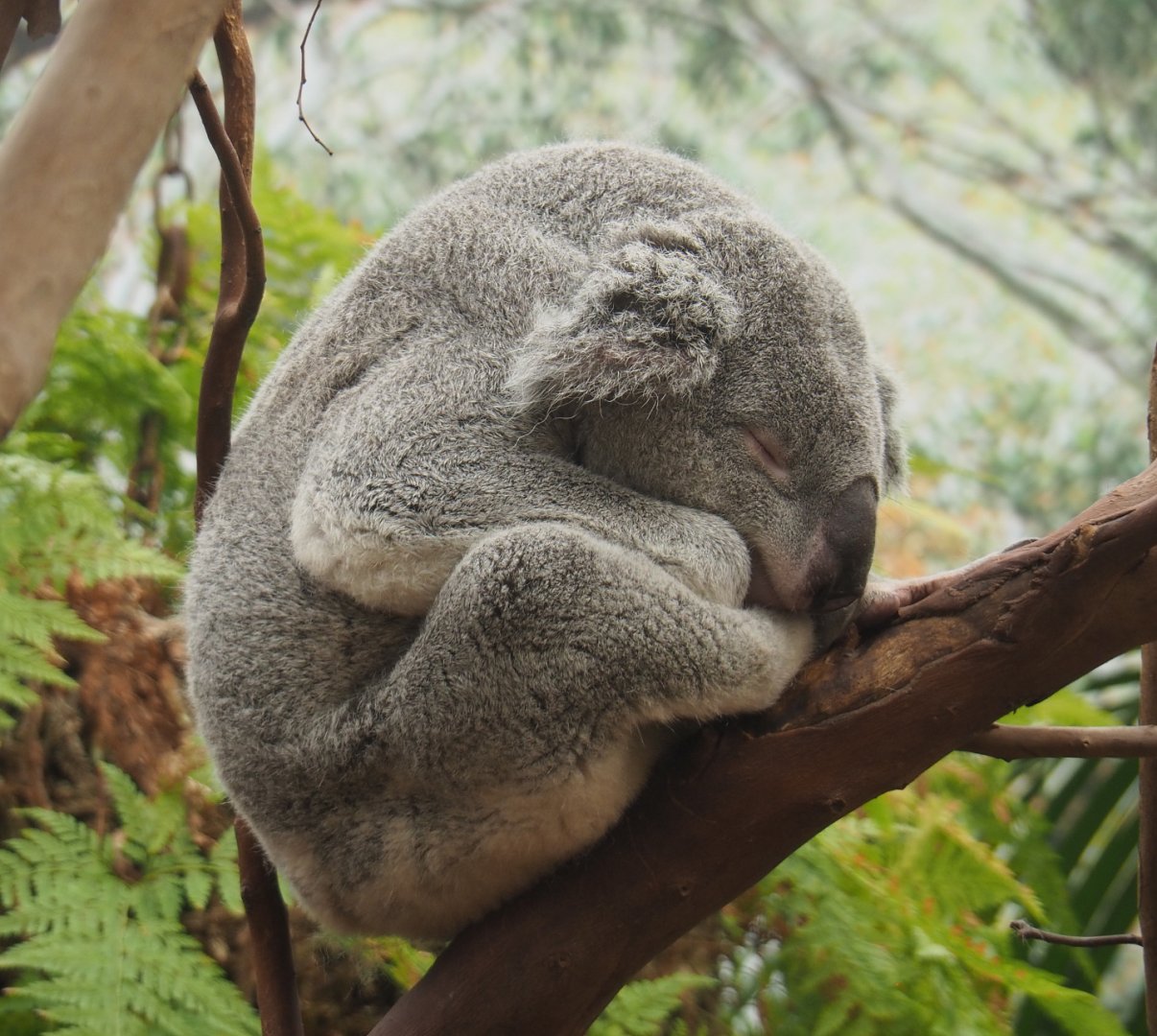 Queensland koala (Phascolarctos cinereus adustus),  2020-08-15