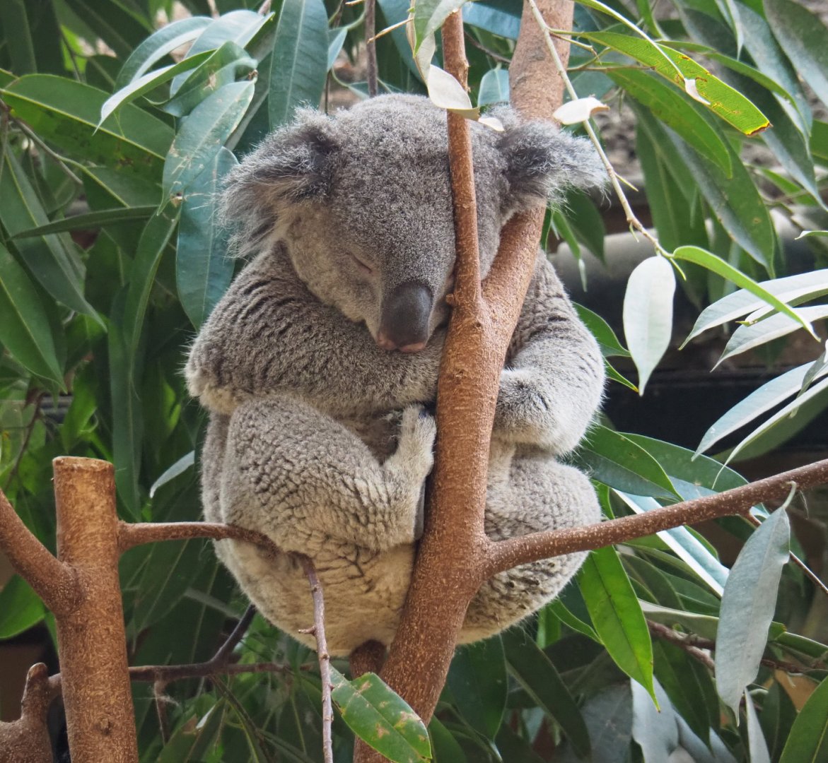 Queensland koala (Phascolarctos cinereus adustus), 2020-09-02
