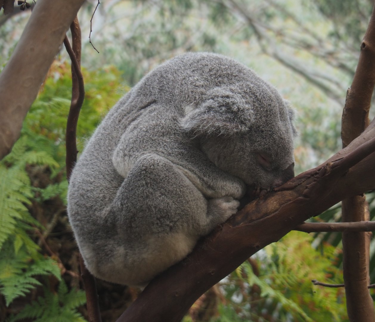 Queensland koala (Phascolarctos cinereus adustus), 2020-09-16