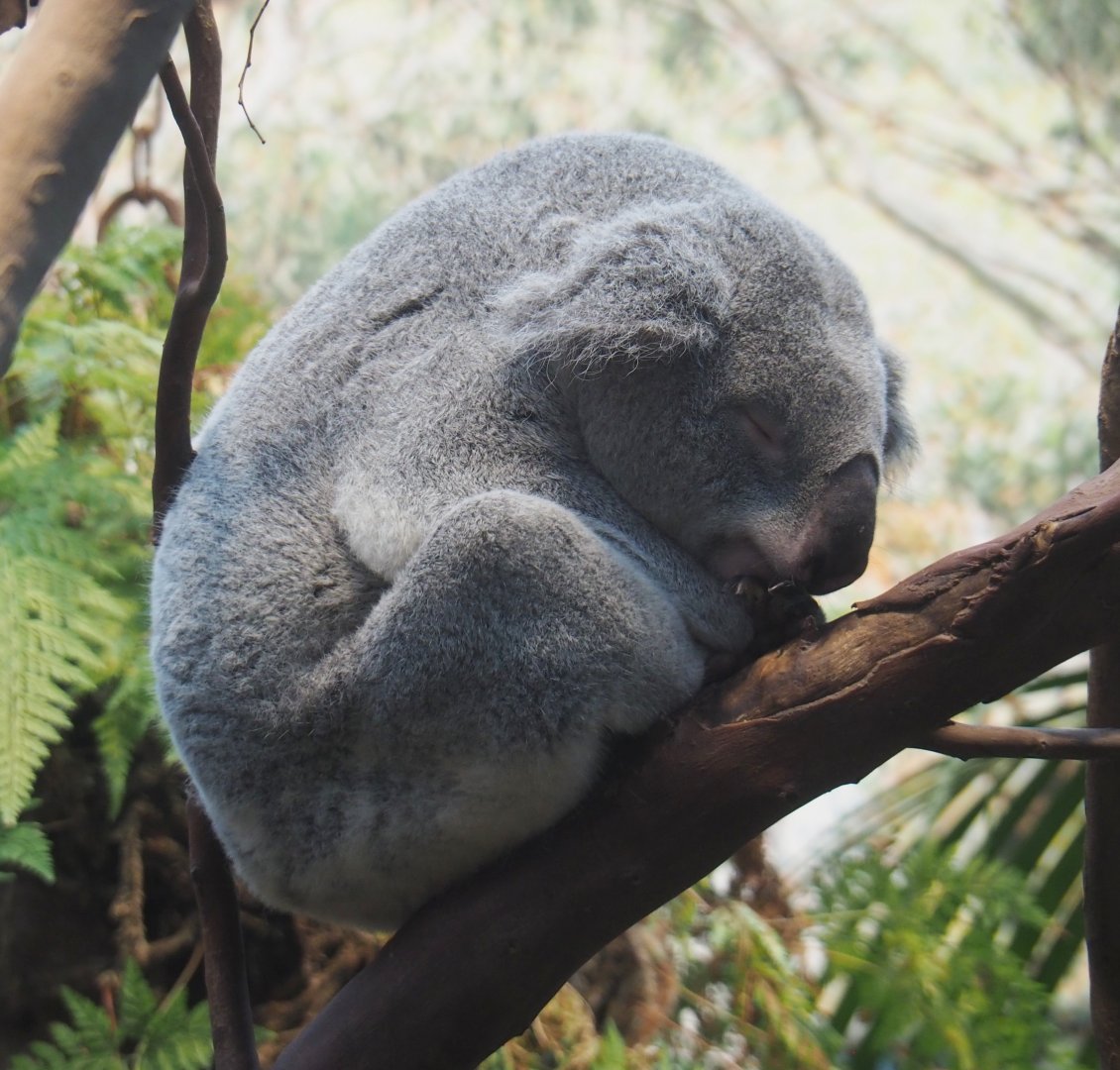 Queensland koala (Phascolarctos cinereus adustus), 2020-10-19