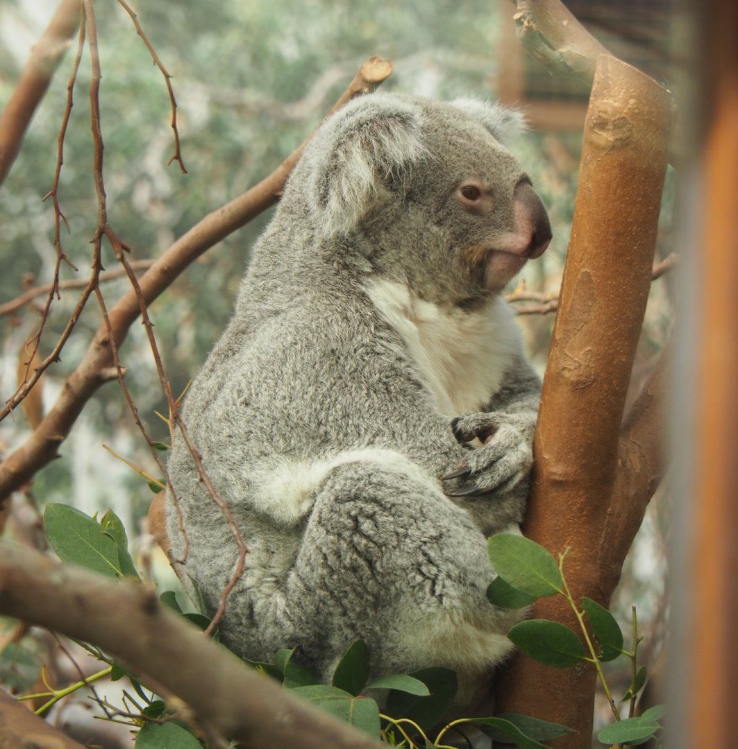 Queensland koala (Phascolarctos cinereus adustus), 2021-02-23