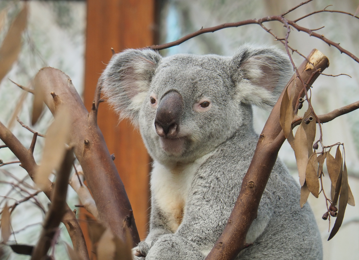 Queensland koala (Phascolarctos cinereus adustus), 2021-02-23