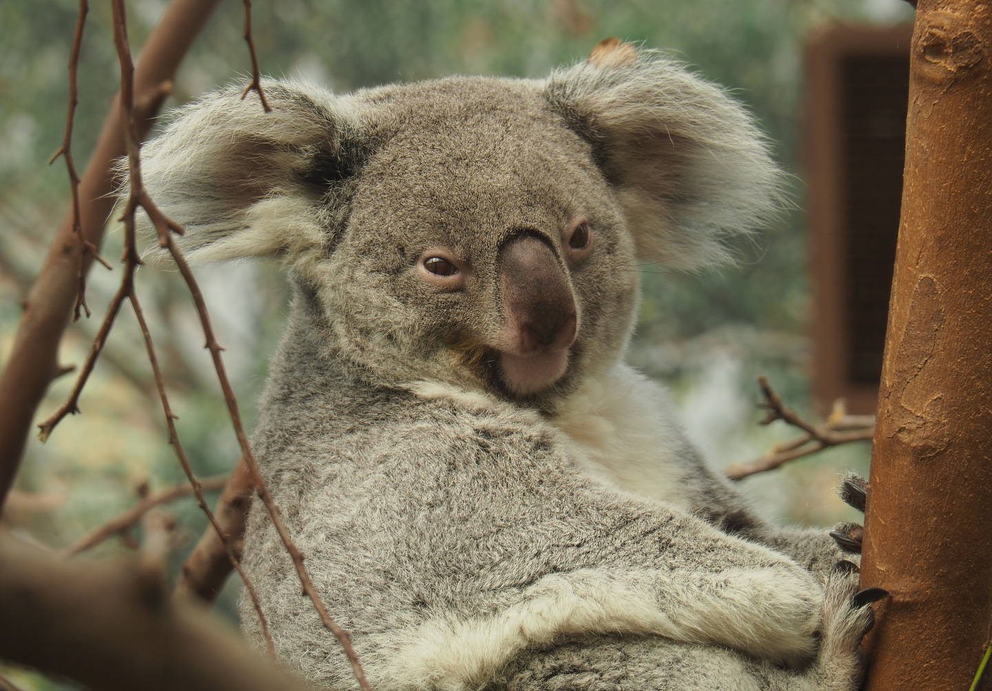 Queensland koala (Phascolarctos cinereus adustus), 2021-04-21
