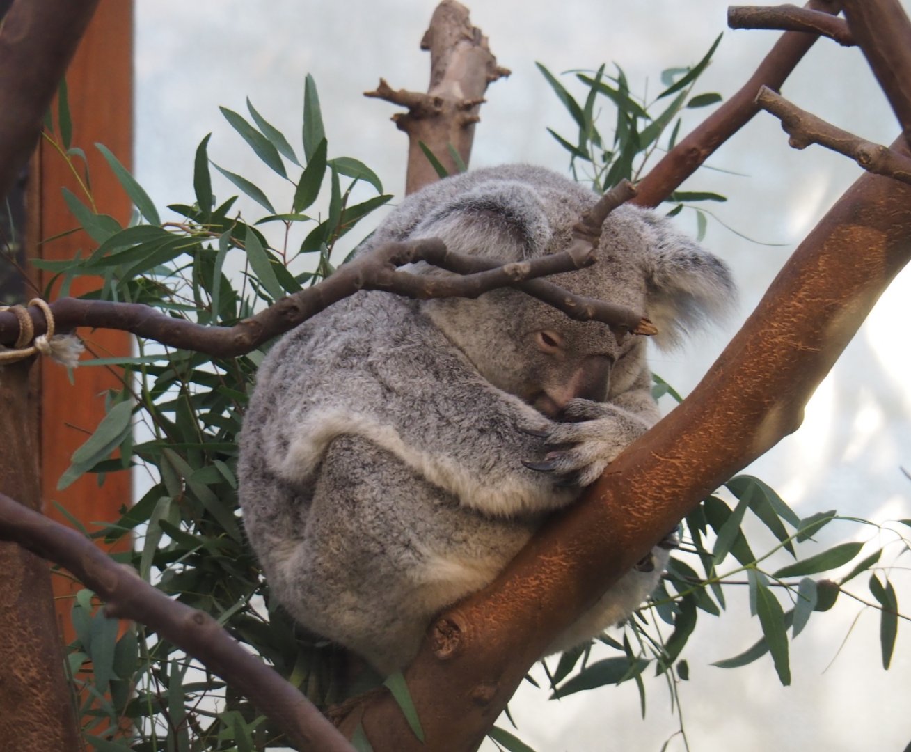 Queensland koala (Phascolarctos cinereus adustus) Alinga (Jan 20th, 2019)