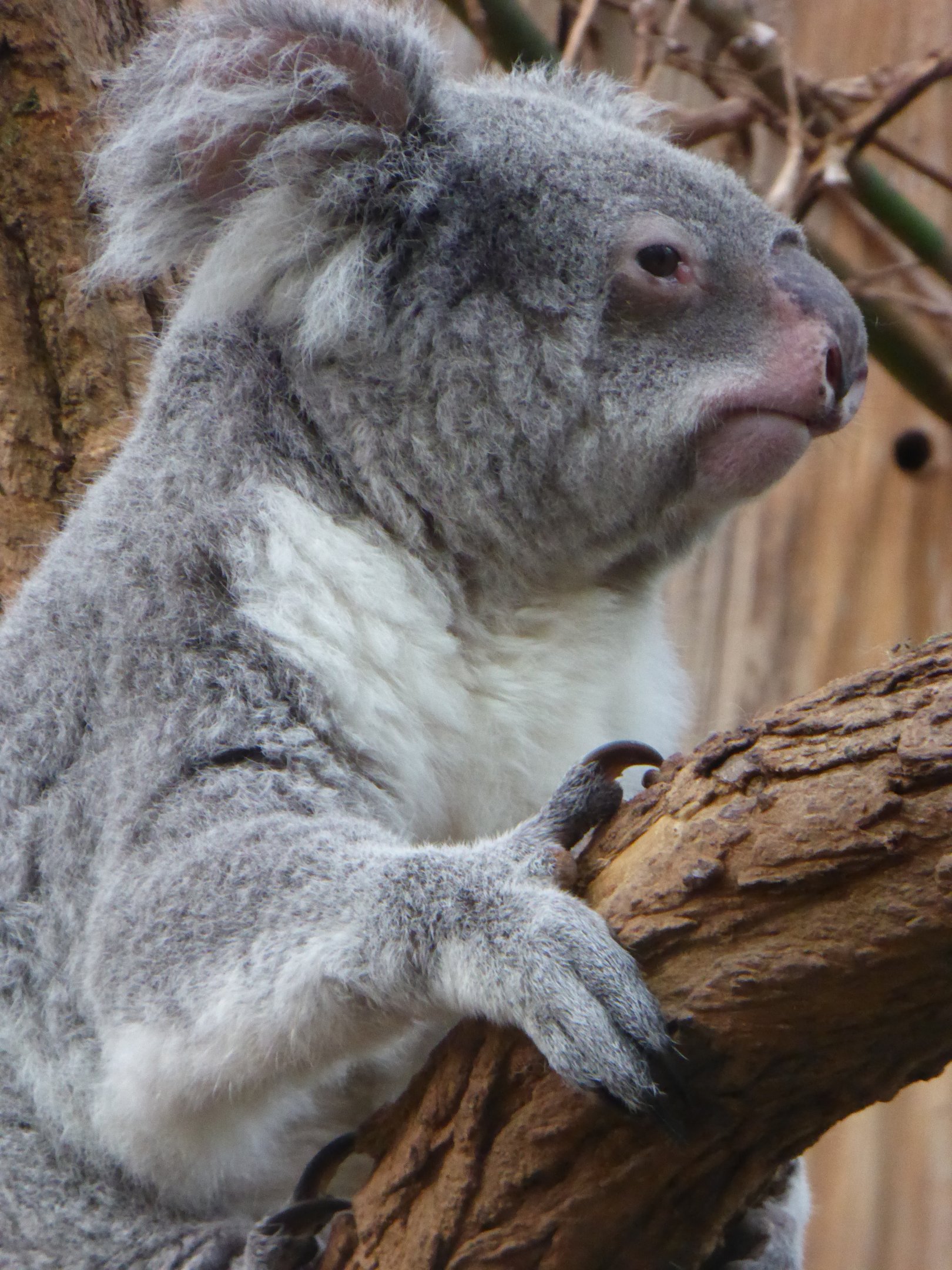 Queensland Koala (Phascolarctos cinereus adustus) at Zoo Duisburg - February 6th 2018