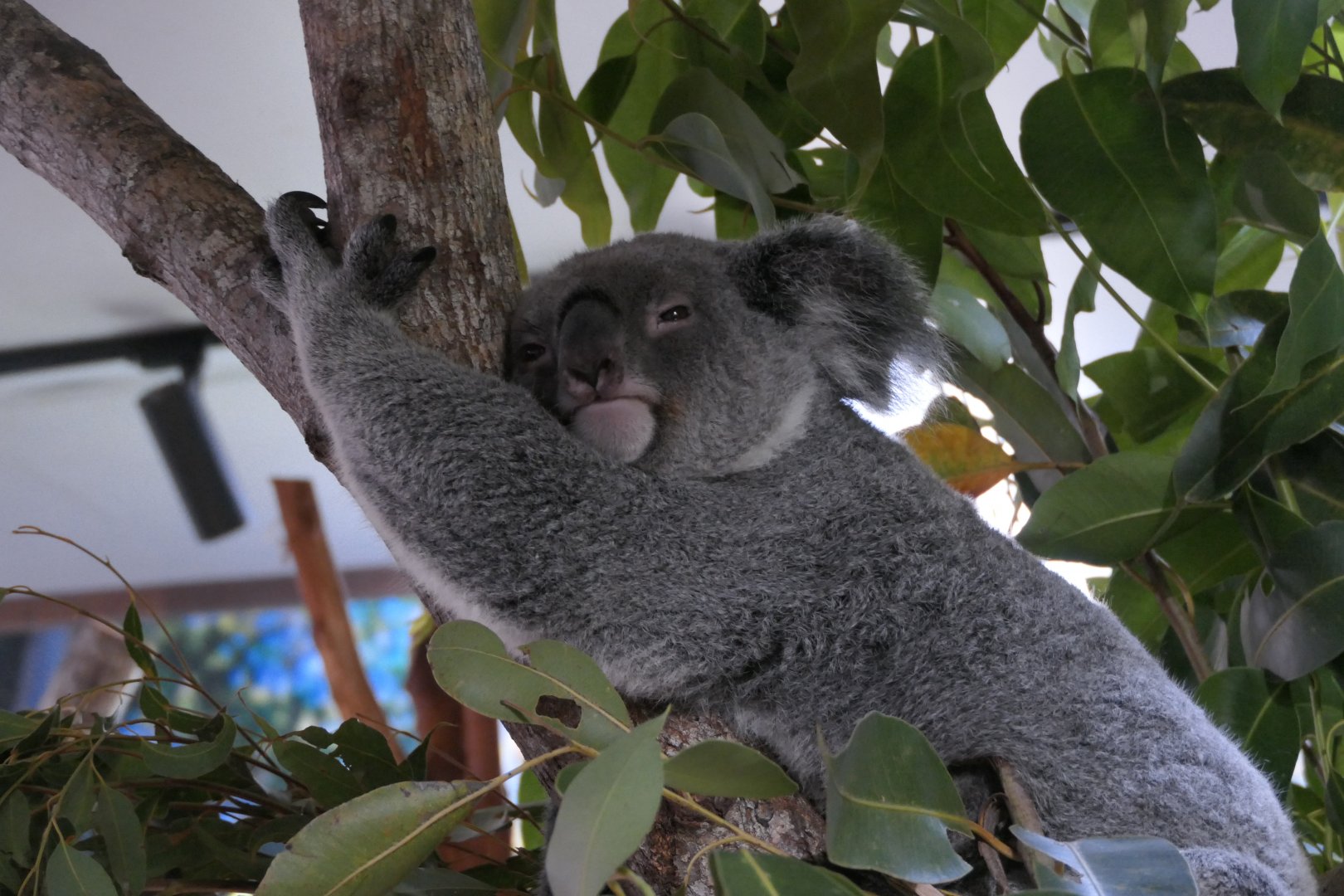 Queensland Koala (Phascolarctos cinereus adustus) - Cairns Koalas and Creatures