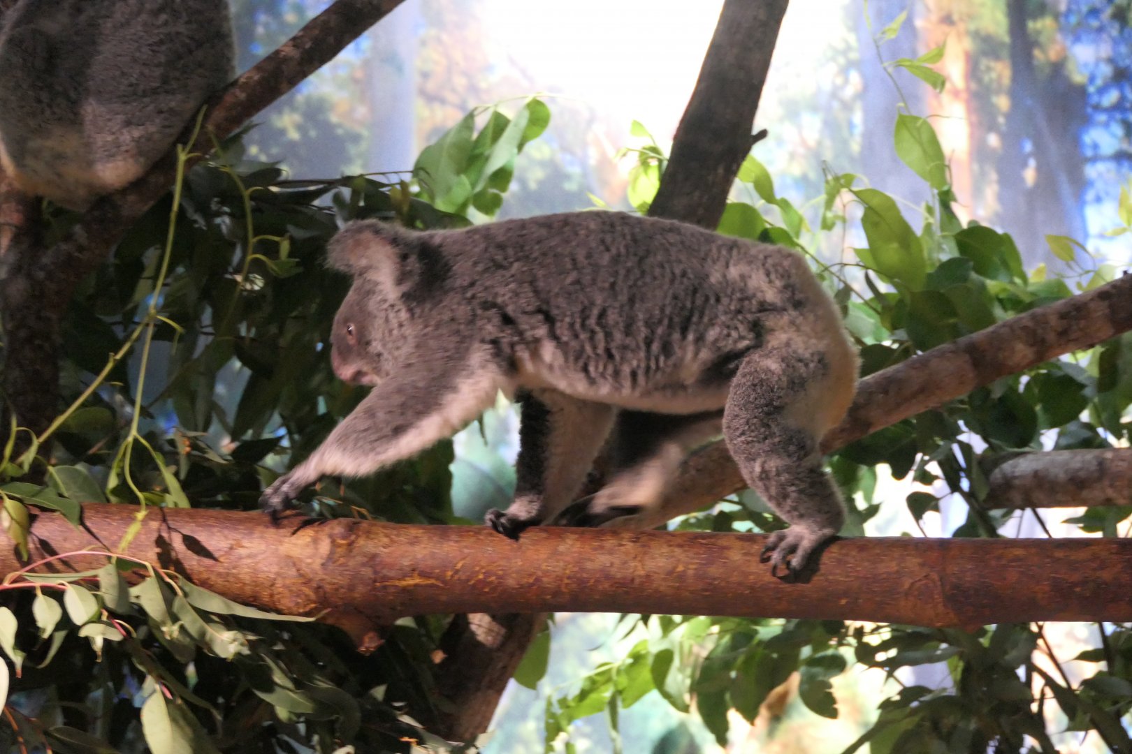 Queensland Koala (Phascolarctos cinereus adustus) - Cairns Koalas and Creatures