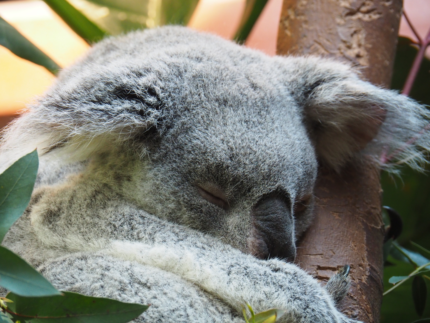 Queensland koala (Phascolarctos cinereus adustus) Guwara, 2019-04-20