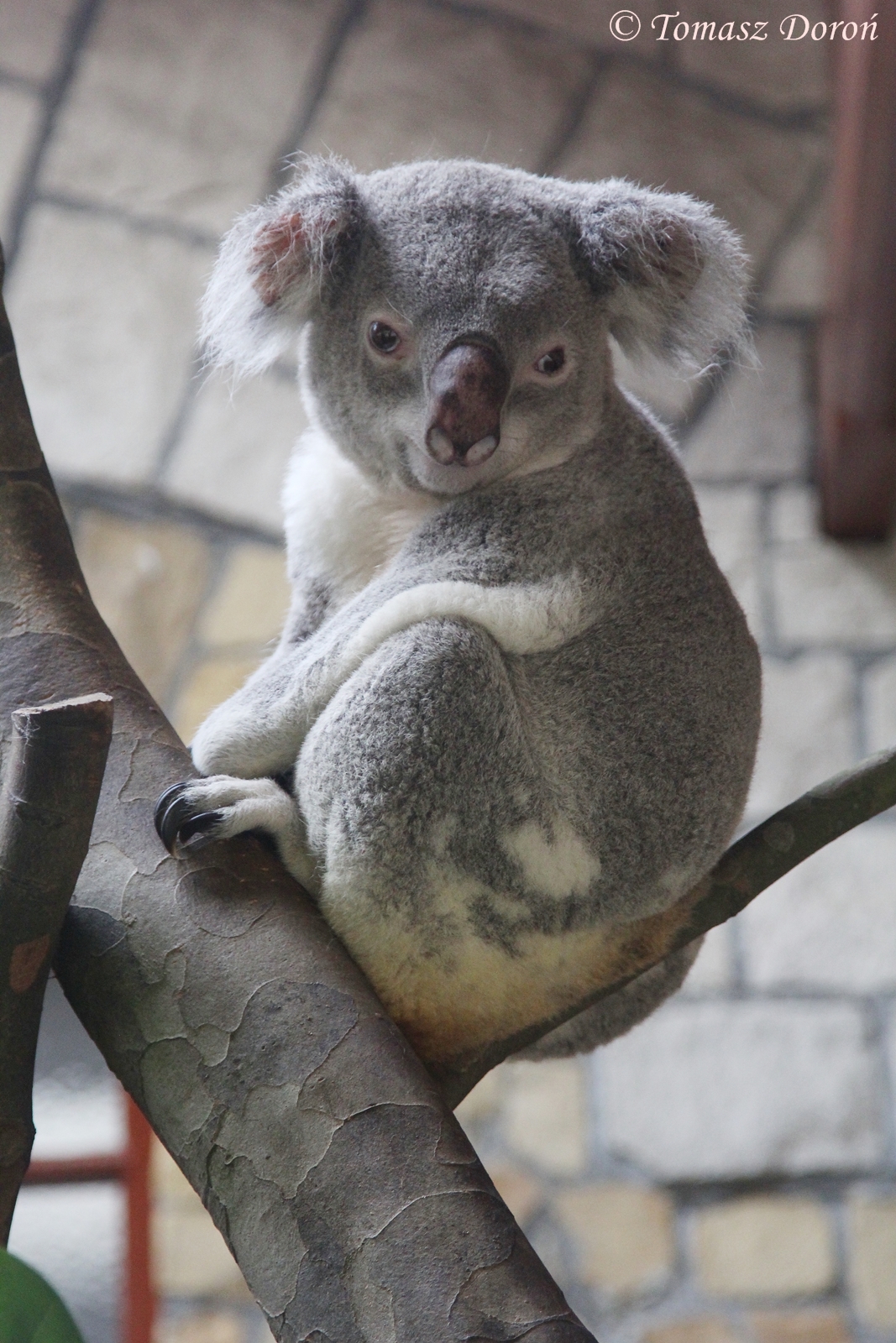 Queensland Koala (Phascolarctos cinereus adustus); July 2015