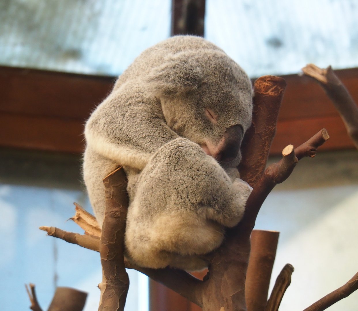 Queensland koala (Phascolarctos cinereus adustus) Maka (Nov 18th, 2018)