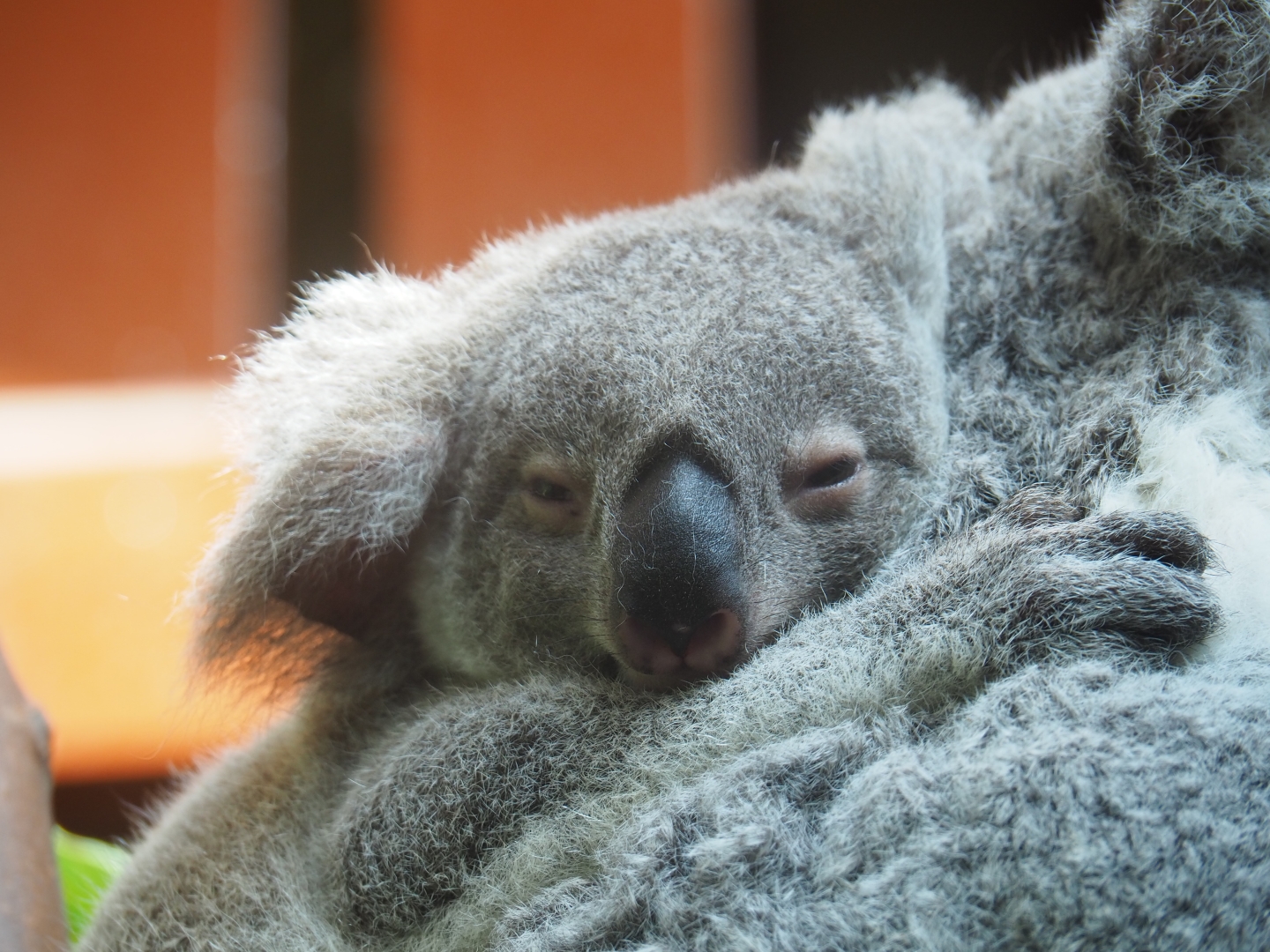 Queensland koala (Phascolarctos cinereus adustus) Sydney