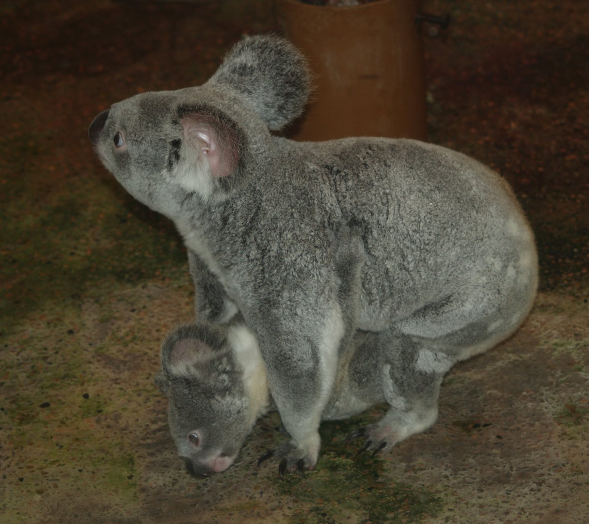 Queensland koala (Phascolarctos cinereus adustus) with juvenile on the floor, 2007-03-18
