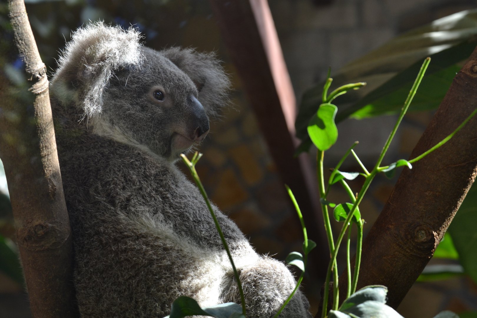 Queensland Koala (Phascolarctos cinereus adustus)