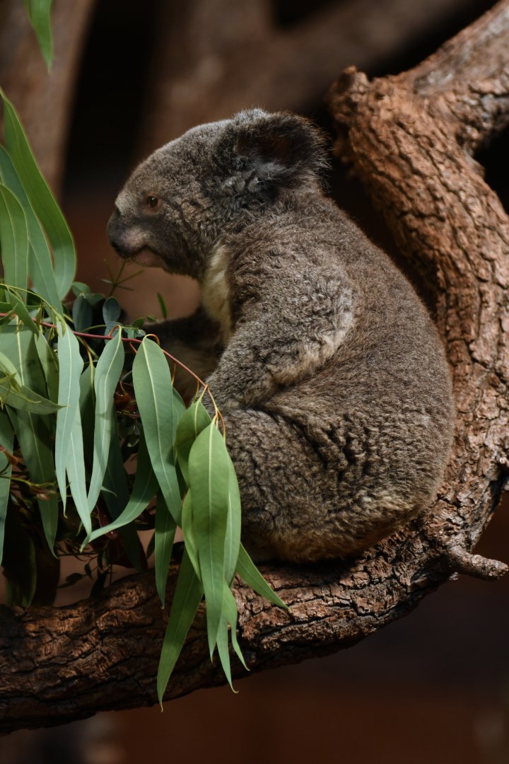 Queensland koala (Phascolarctos cinereus adustus)