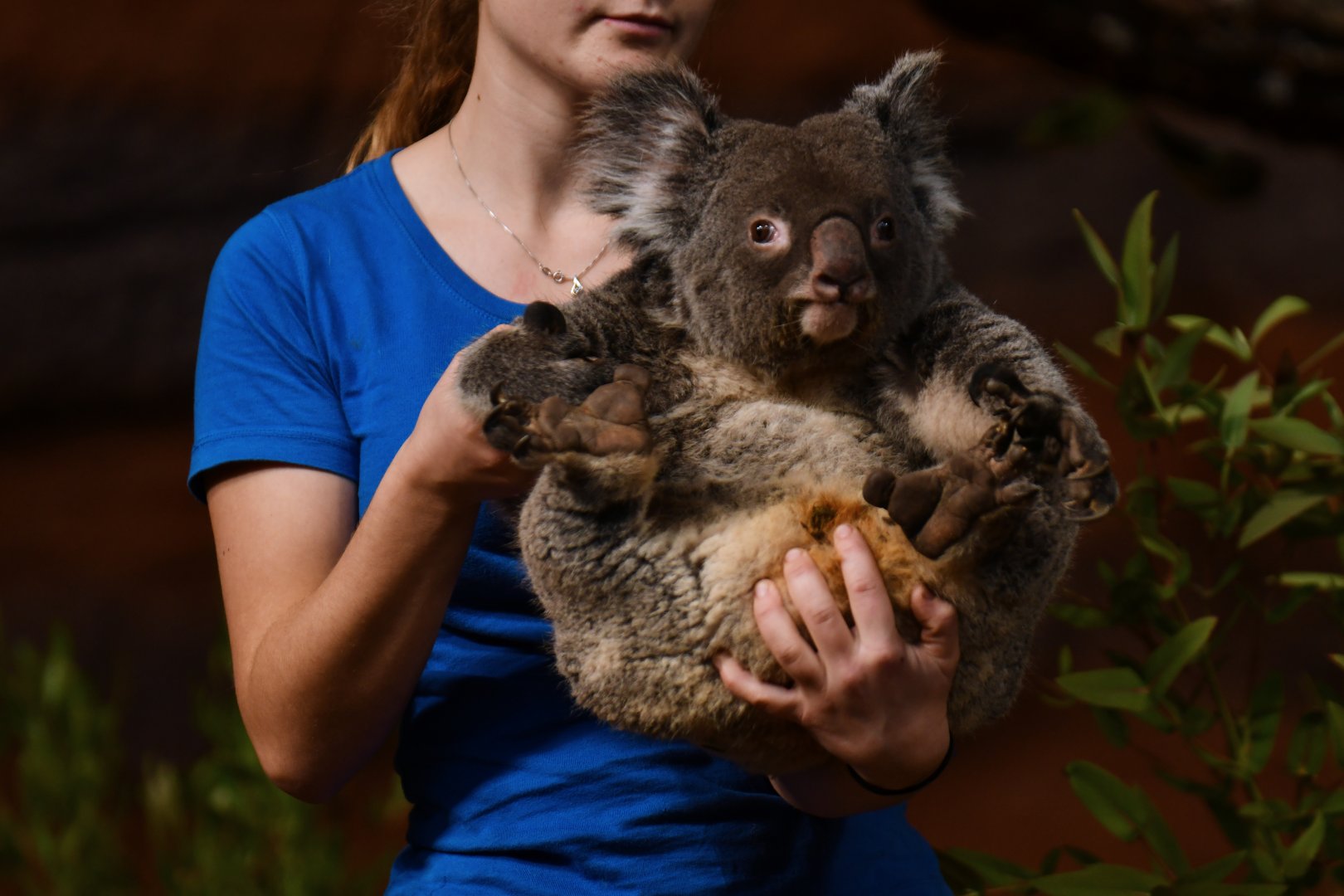 Queensland koala (Phascolarctos cinereus adustus)