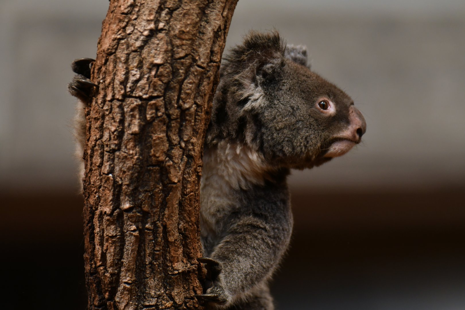Queensland koala (Phascolarctos cinereus adustus)