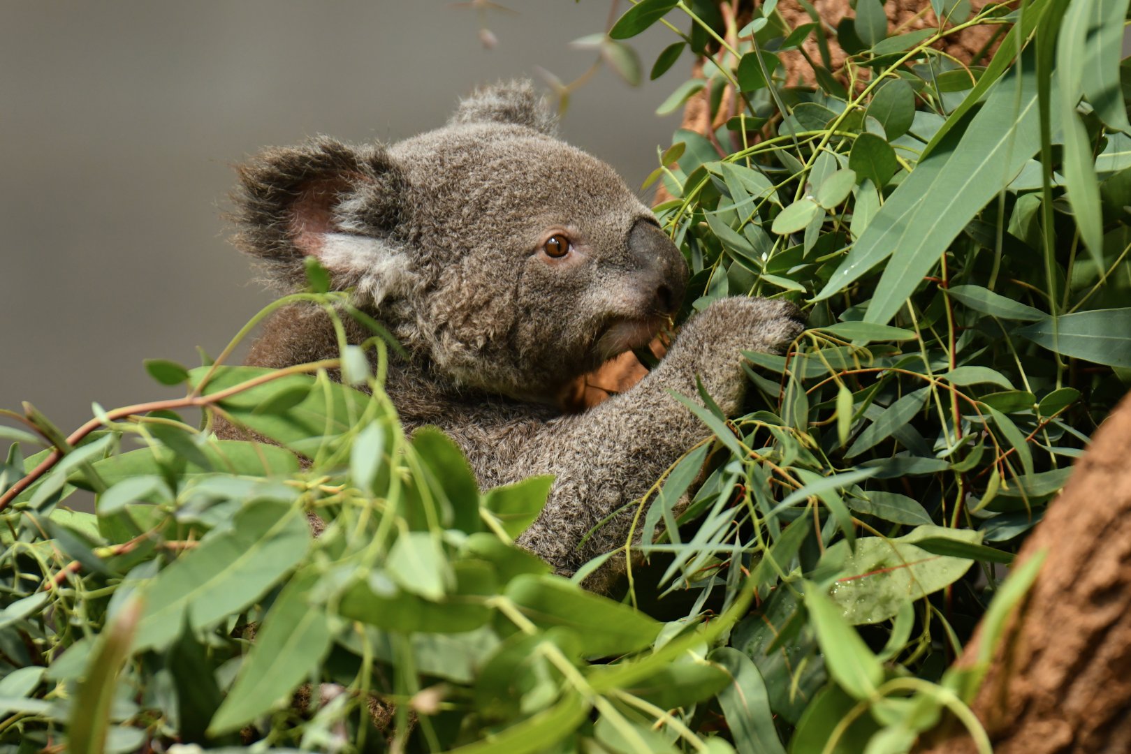 Queensland koala (Phascolarctos cinereus adustus)