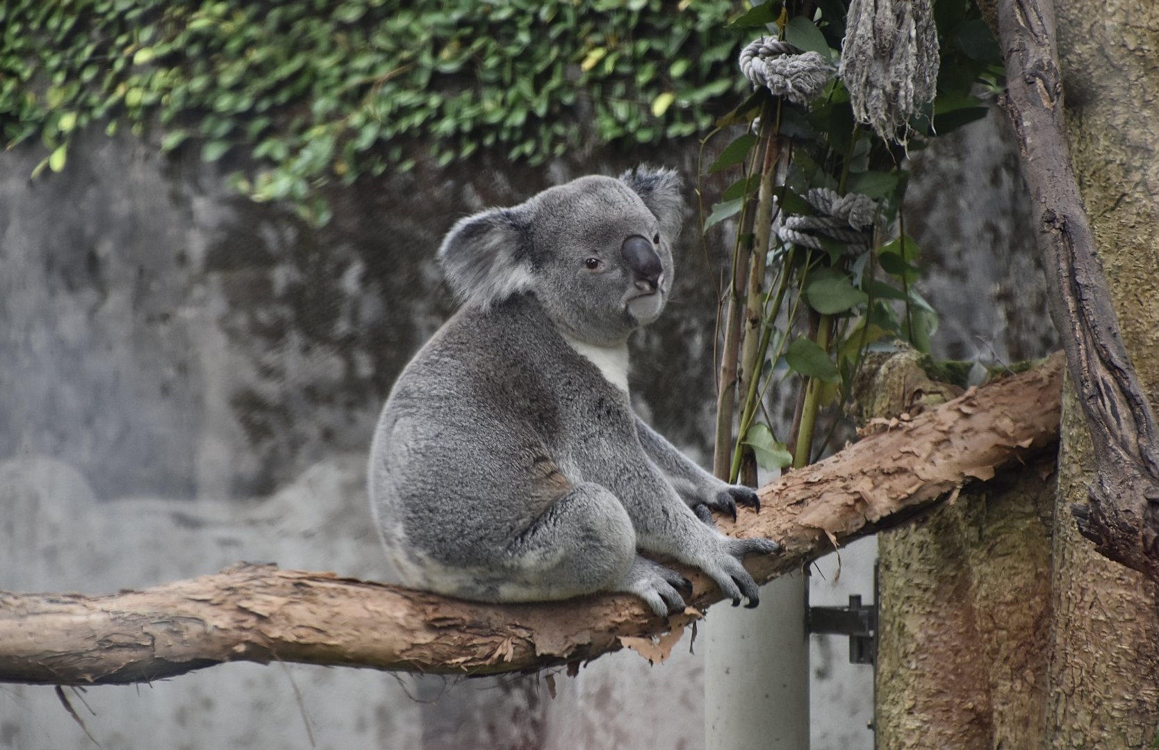 Queensland Koala (Phascolarctos cinereus adustus)