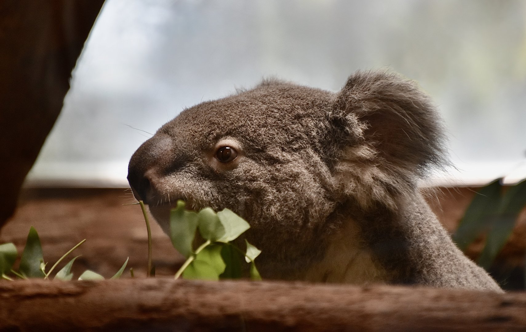 Queensland Koala (Phascolarctos cinereus adustus)