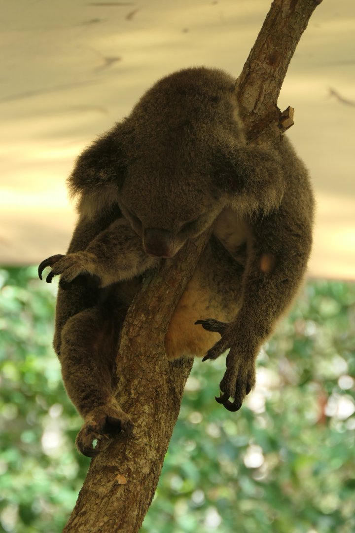 Queensland Koala (Phascolarctos cinereus adustus)