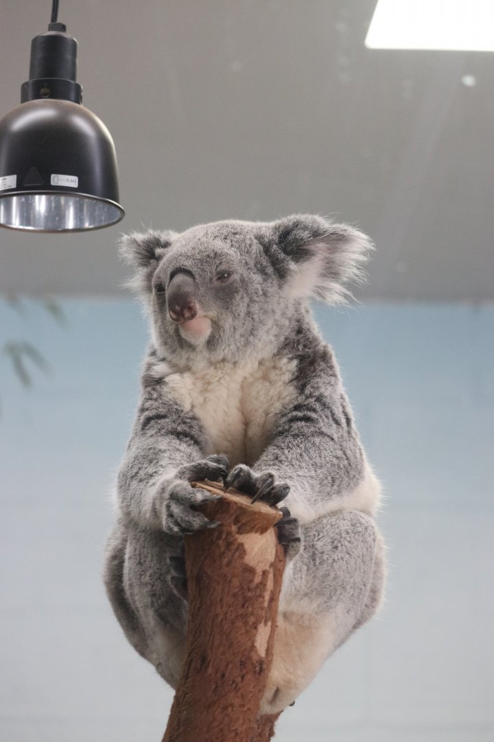Queensland Koala (Phascolarctos cinereus adustus)