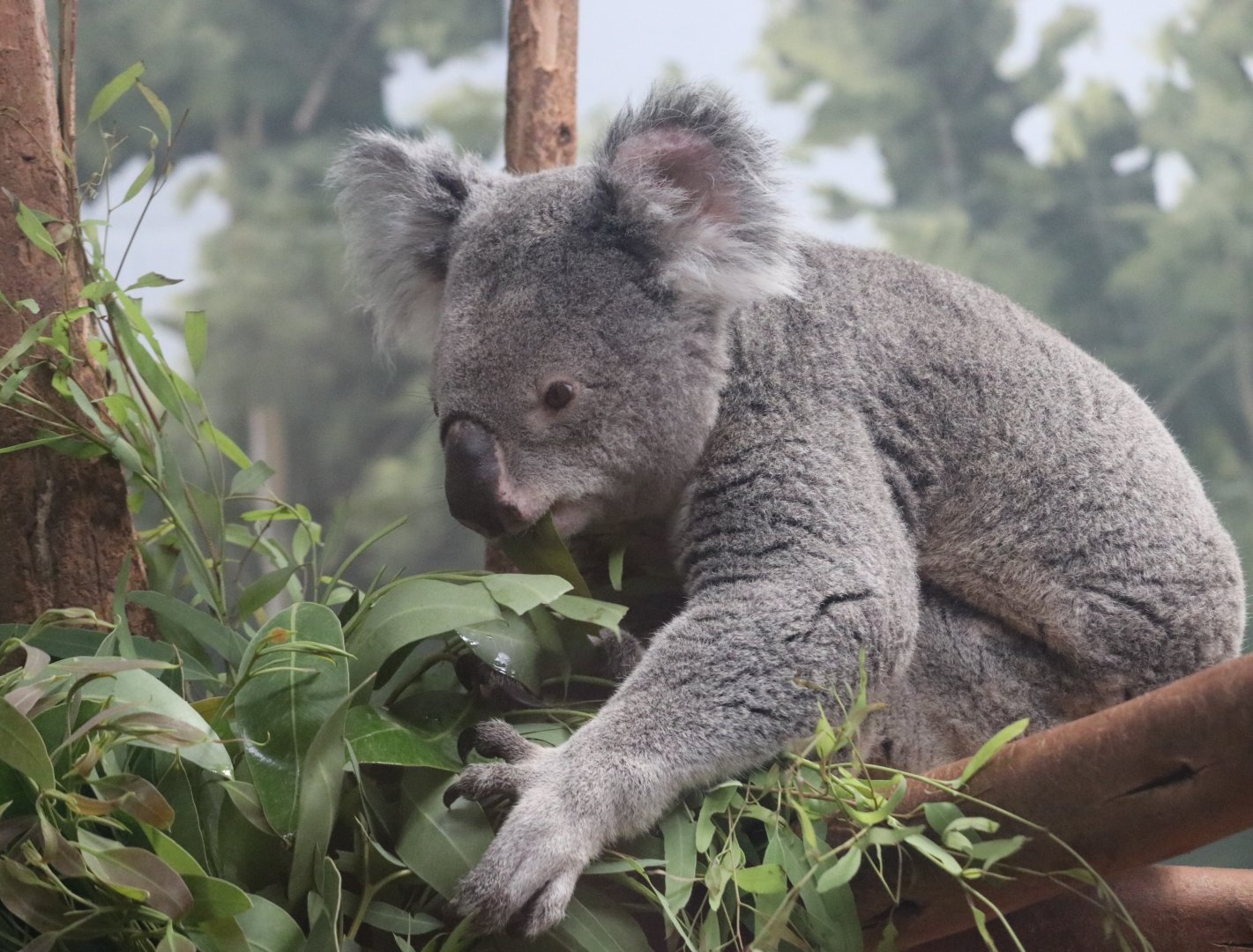 Queensland Koala (Phascolarctos cinereus adustus)