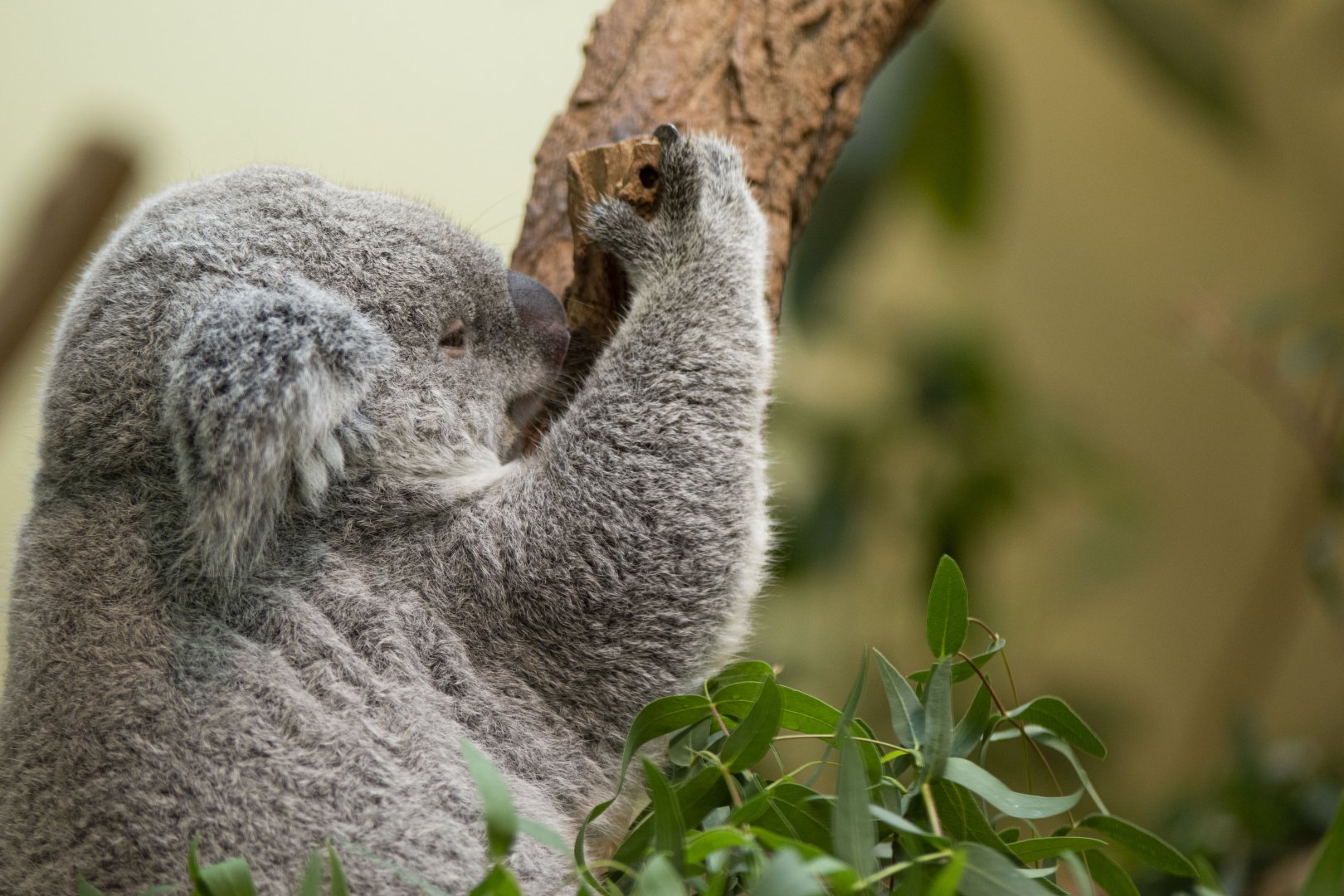 Queensland koala (Phascolarctos cinereus cinereus)