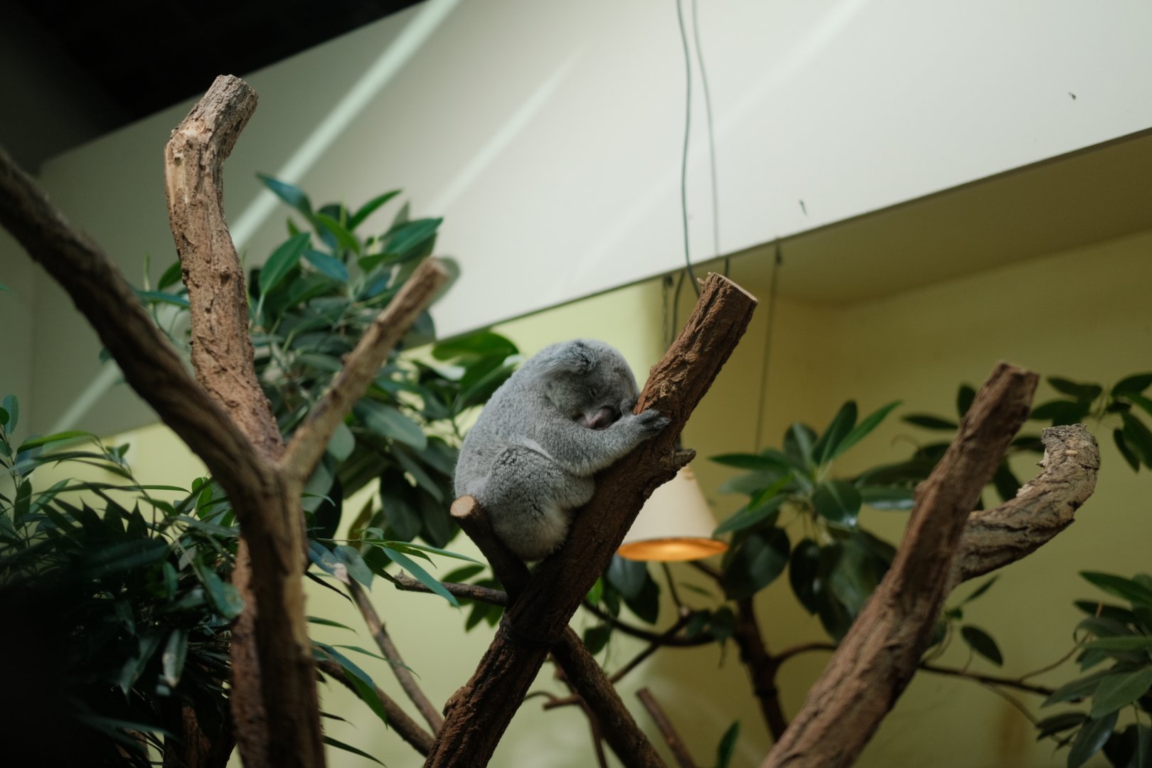 Queensland Koala (Phascolarctos cinereus cinereus)