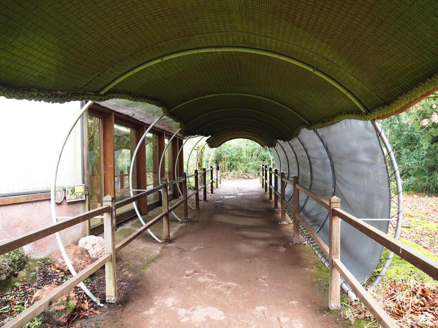 Queensland koala viewing area, 2020-01-11