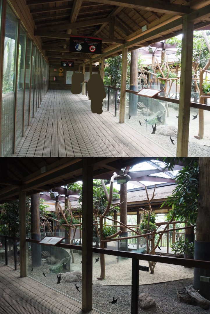 Queensland koala - Viewing area and exhibits, 2020-09-02