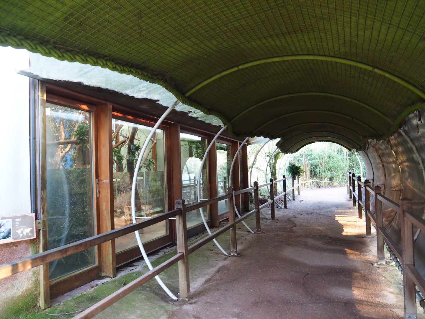 Queensland koala viewing area (Jan 20th, 2019)