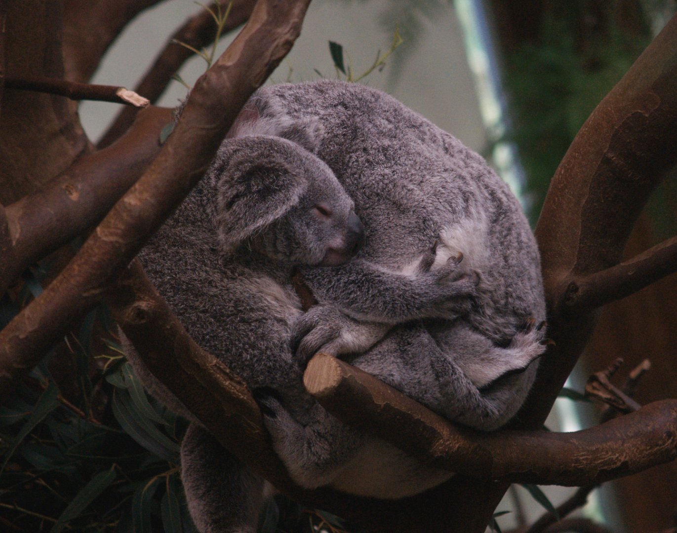 Queensland koala with juvenile (Phascolarctos cinereus adustus), 2008-05-02